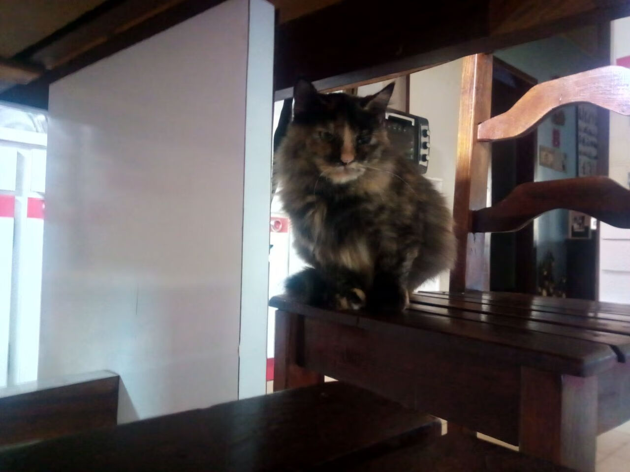 开云体育官网-阿尔瓦雷斯稳定输出不掉线，新西兰生死战力克加拿大